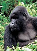 Gorilla Safaris in Uganda,