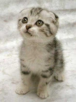 cute-kitten.jpg