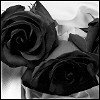 [roses.bmp]