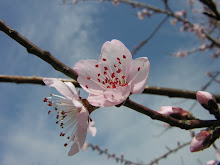 Bradford Pear Blossom