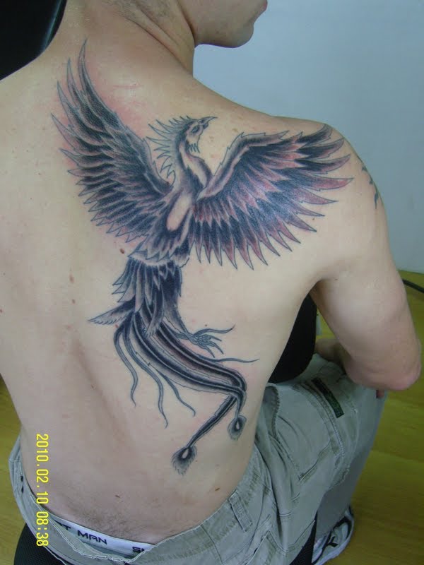 fenix tattoo. GAUCHO TATTOO-SC: TATTOO FENIX