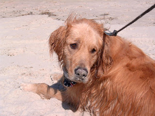 Golden Retriever Photo by Lori Levin
