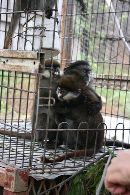 [newmonkeycage5.JPG]