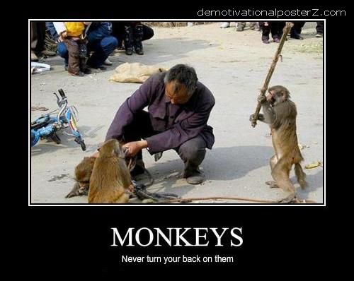 monkeys%2Bnever%2Bturn%2Byour%2Bback%2Bon%2Bthem.jpg