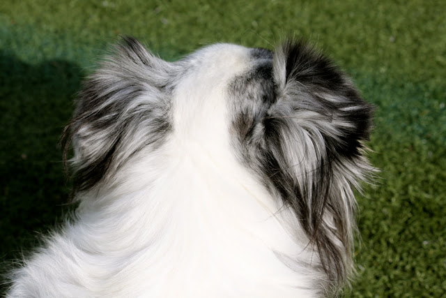 brittypoo dog
