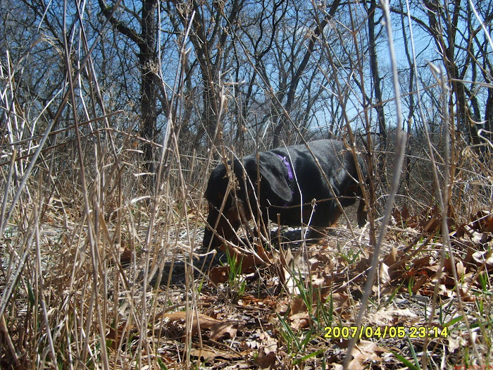 Me sniffing out supper