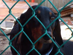 me in yard wondering if "pal" is going to take  me with him in the truck....