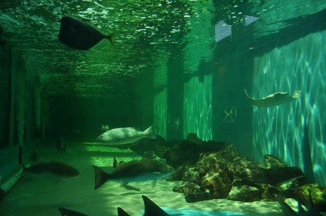 marine aquarium clearwater
