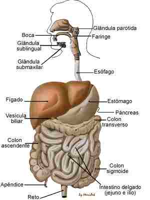 Corpo humano orgãos internos imagens