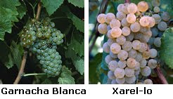 Uvas+Nerola+Blanco.bmp