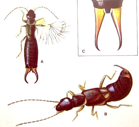 Animals World: Earwig