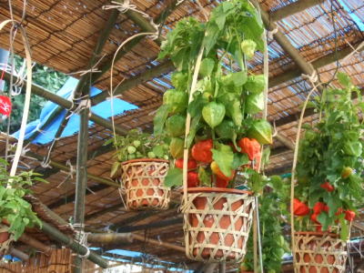 Zero Gaspi Ne Jettez Pas Vos Oignons Germes