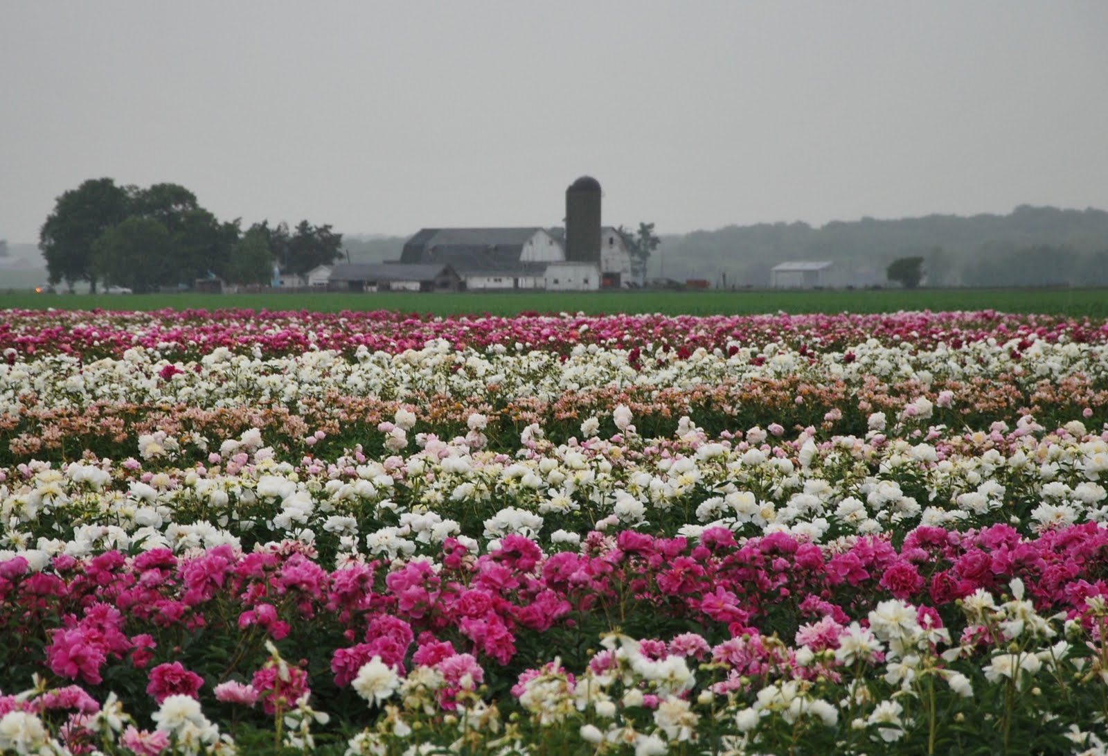 Southern Peony 2010 APS Peony Convention Farm Tour