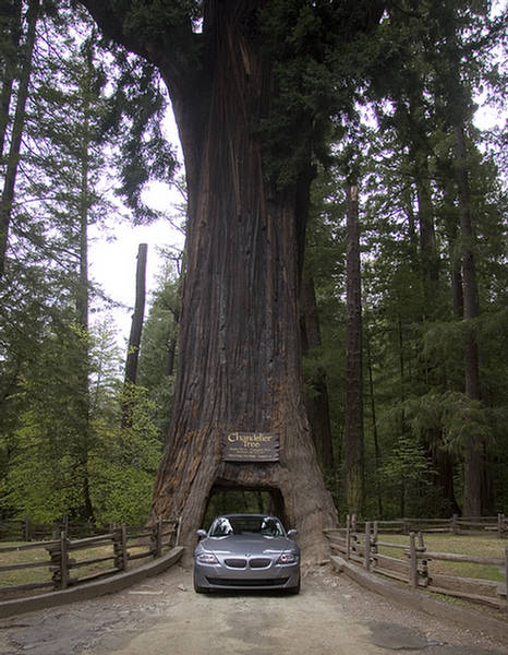 [Chandelier+Tree+Drive-Thru+Tree+Park+-+California.jpg]