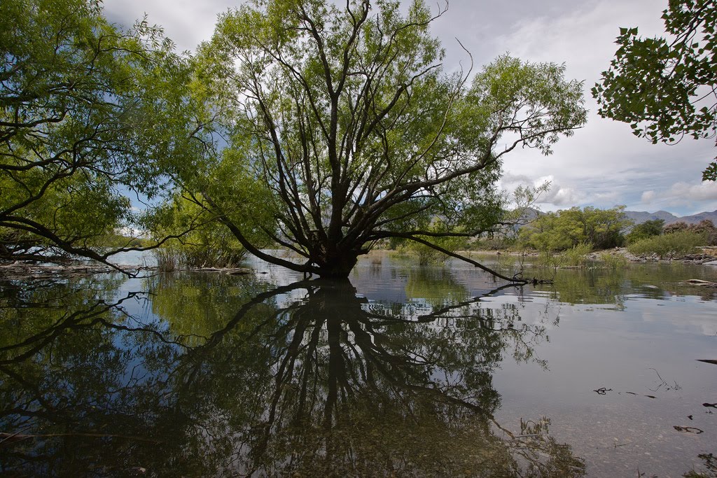 A tree with the right idea on a day like this.