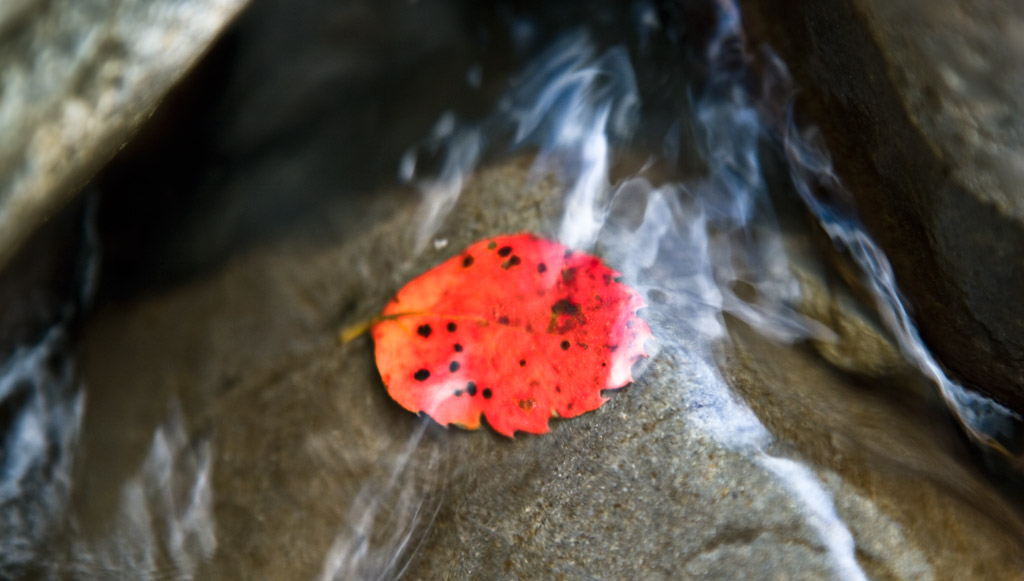 Nothofagus fusca leaf in river