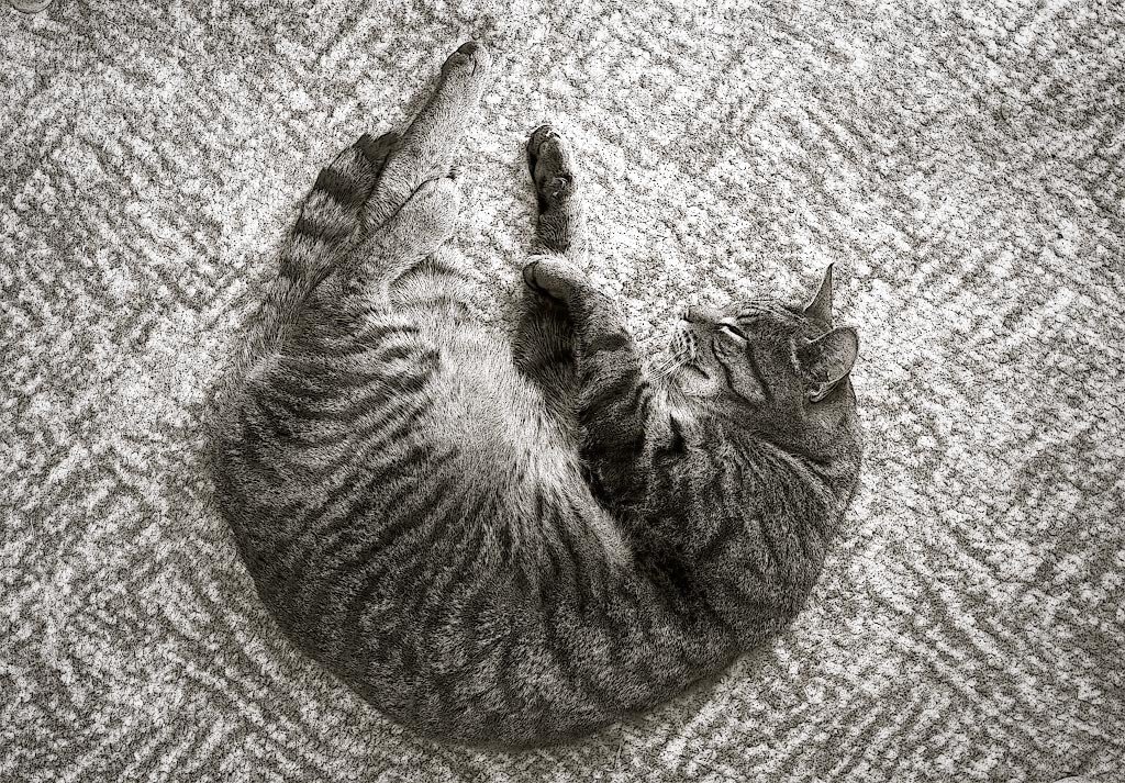 Jimmy asleep on carpet