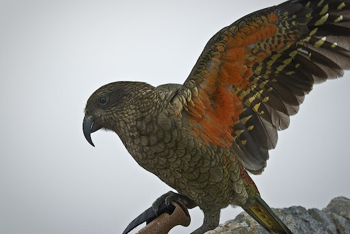 Pete McGregor kea