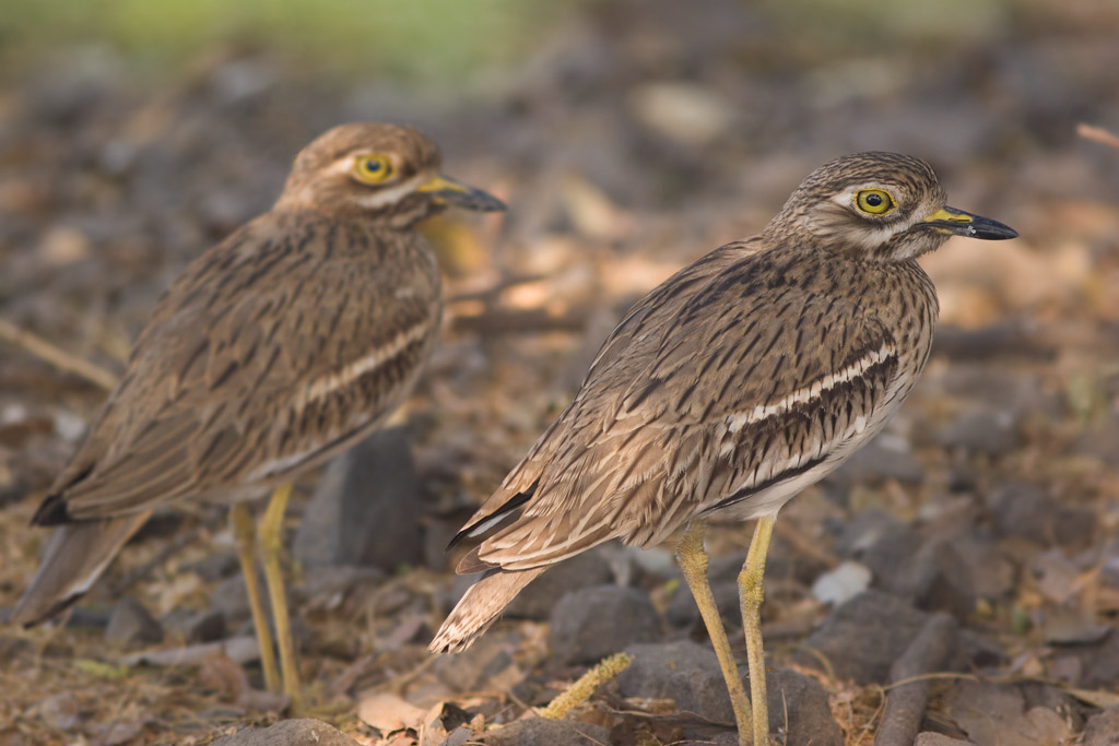 Stone Curlew