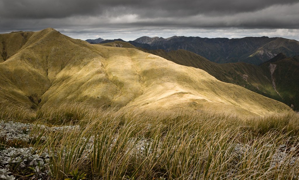 Whanahuia tops