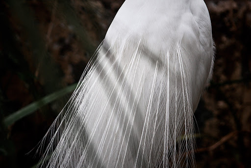 Egret plumes