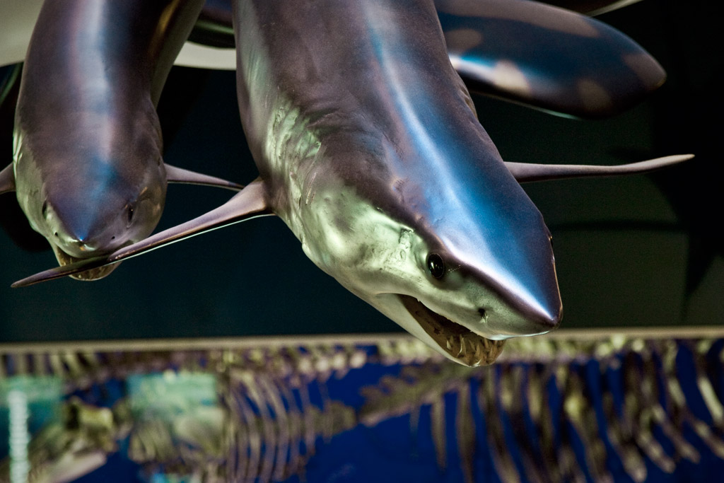 Te Papa sharks