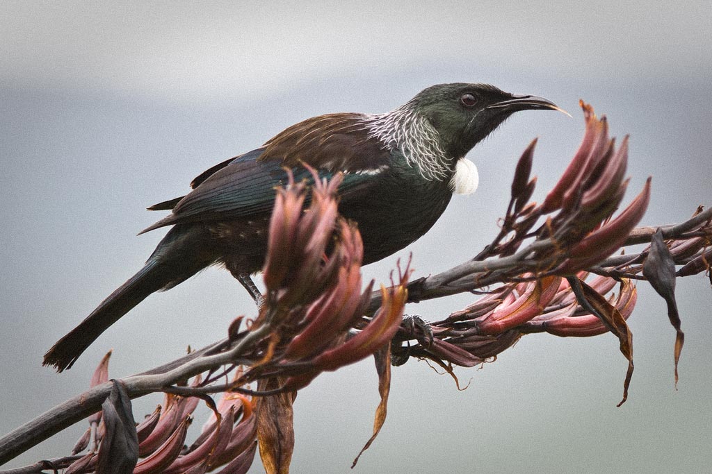 Tui