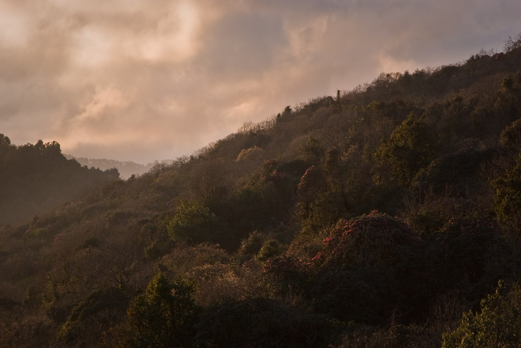 Rhododendron forest