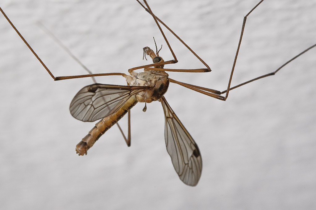 Daddy (and Mummy) Longlegs - crane fly