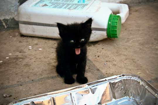 Yawning black cat