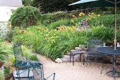 Daylilies in bloom