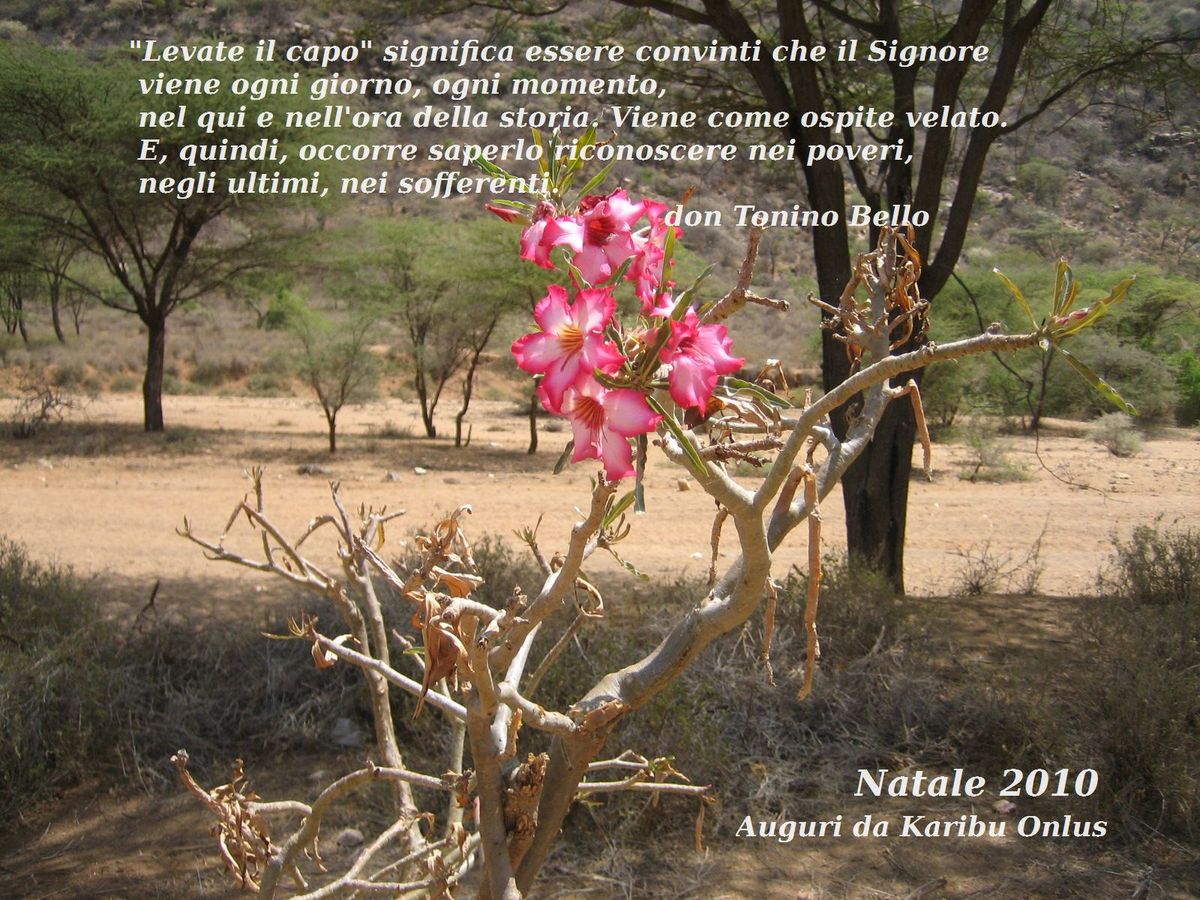 Natale Don Tonino Bello Frasi.Karibu Onlus Natale 2010