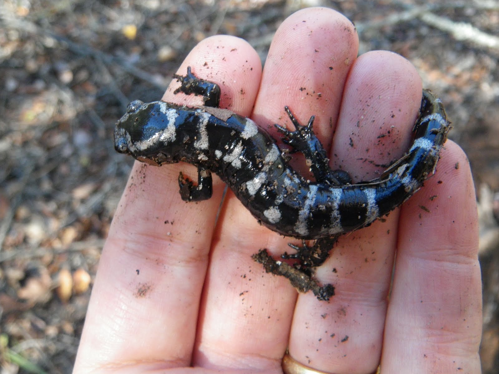Marbled Salamander