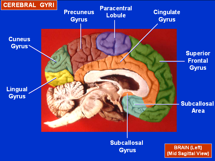 ILLUSTRATION : Gyri (Source : Our human anatomy)