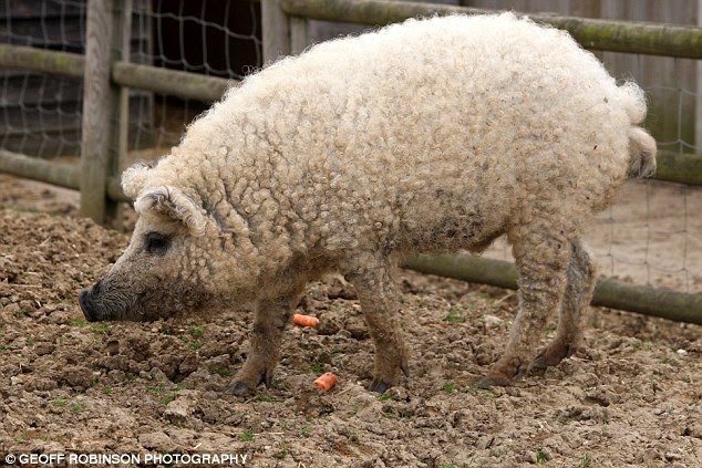 Sheep Pig Hybrid