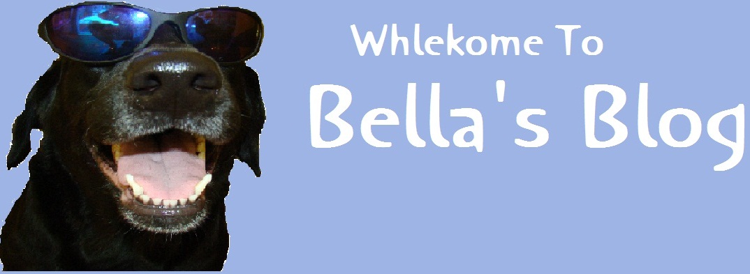Bella's Blog