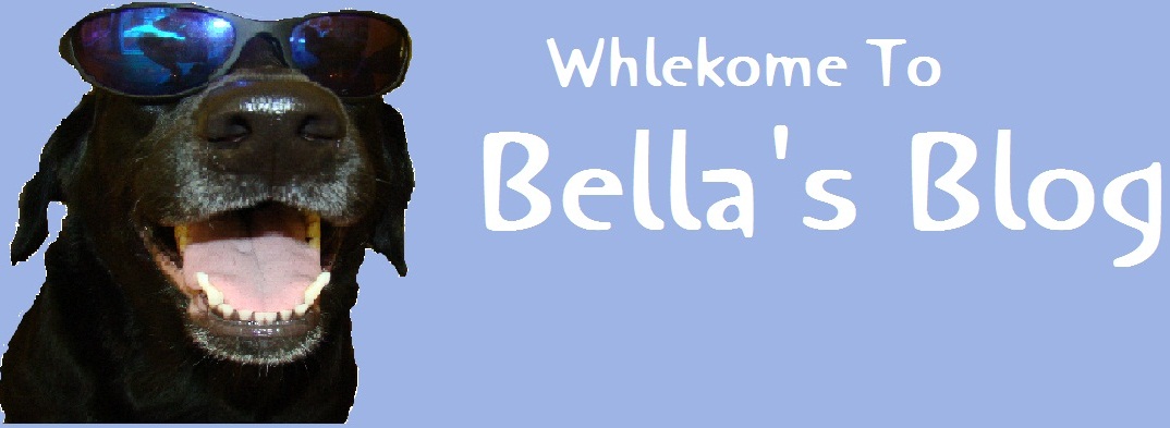 Bella's Blog