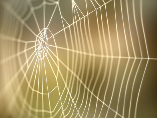[spiderweb.jpg]