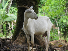 one of our happy goats