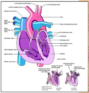 Sekar's science world: Anatomy of the Human Heart
