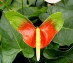 Цветок Антуриума - бабочка