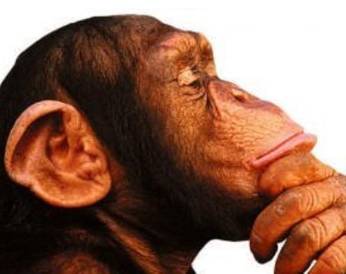 [Macaco.jpg]