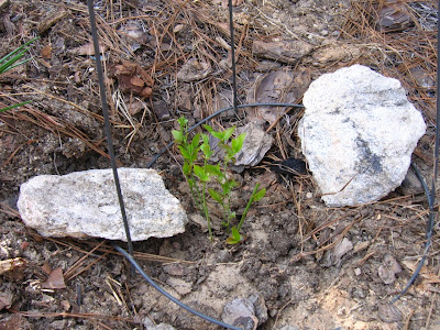 Garden Update, March 2009, Blueberry Bush