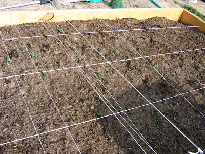 Garden Update, March 2009, Peas