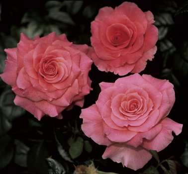 [RoseTickledPink[2].jpg]