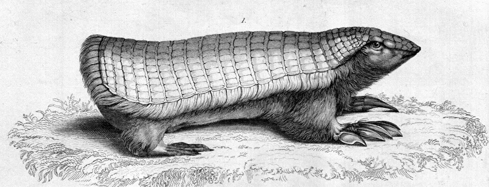 armadillo armadillo