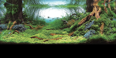 dream aquarium free dream aquarium free