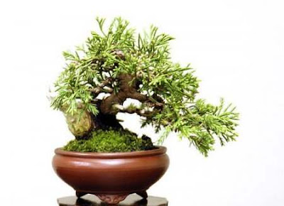 bonsai trees