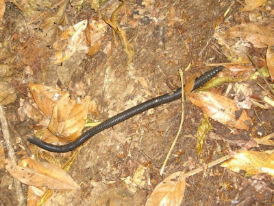 download largest earthworm download largest earthworm