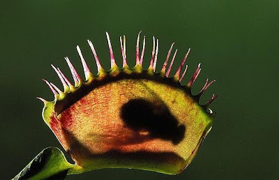 insect eating flowers